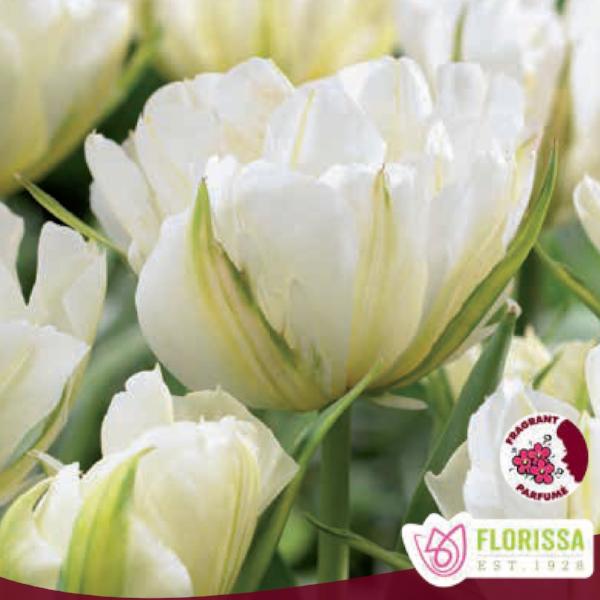 Tulip - Exotic Emperor, 6 Pack - Image 2
