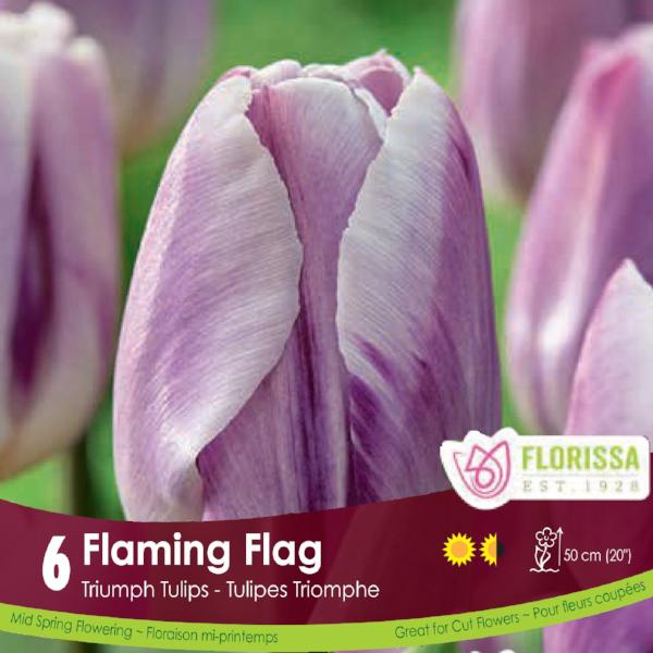Tulip - Flaming Flag, 6 Pack