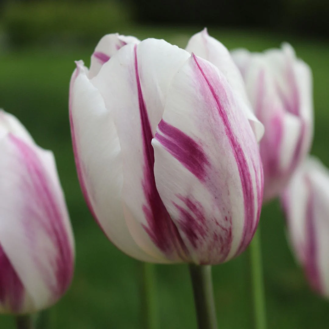 Tulip - Flaming Flag, 6 Pack - Image 2
