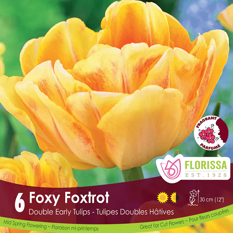 Tulip - Foxy Foxtrot, 6 Pack