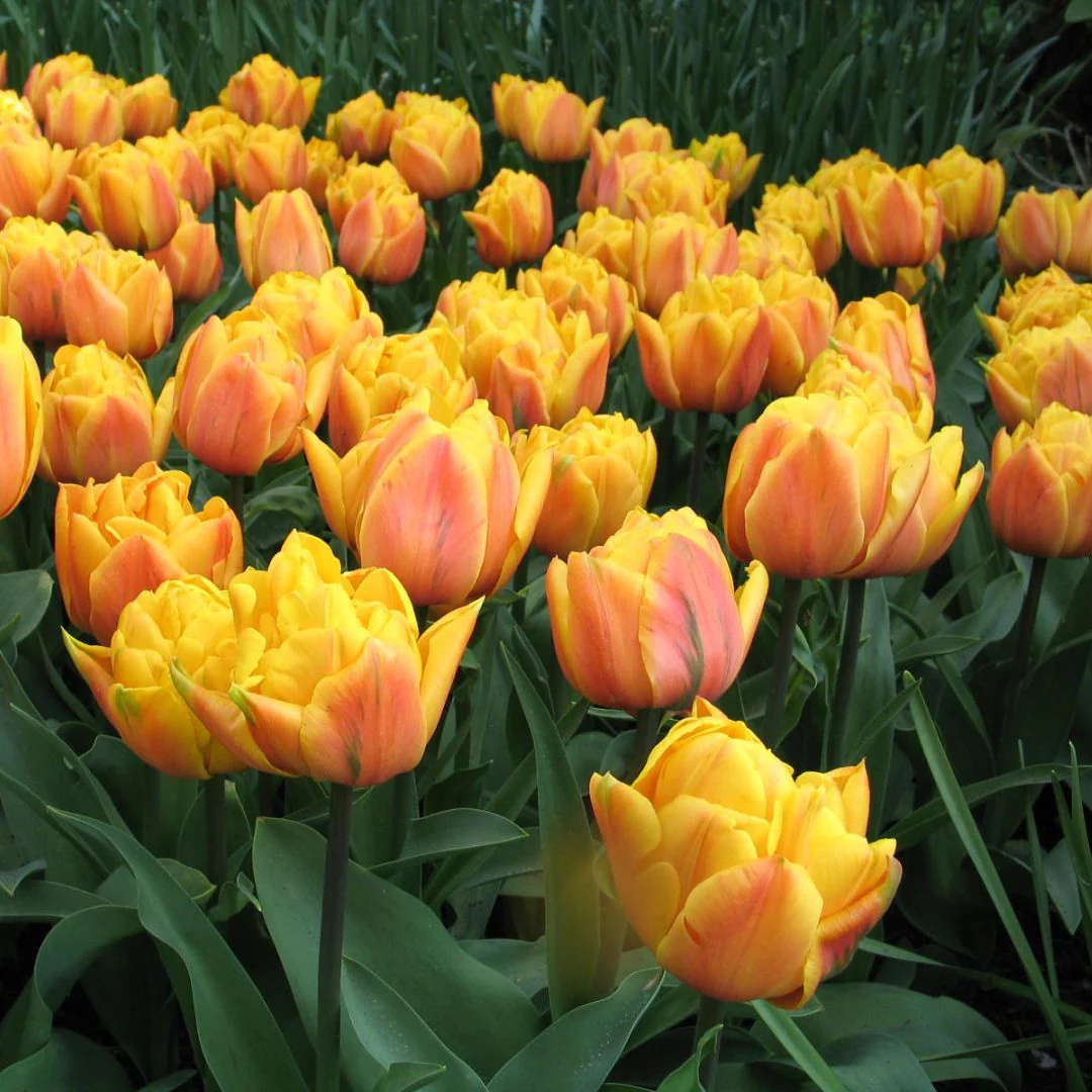 Tulip - Freeman, 6 Pack - Image 2