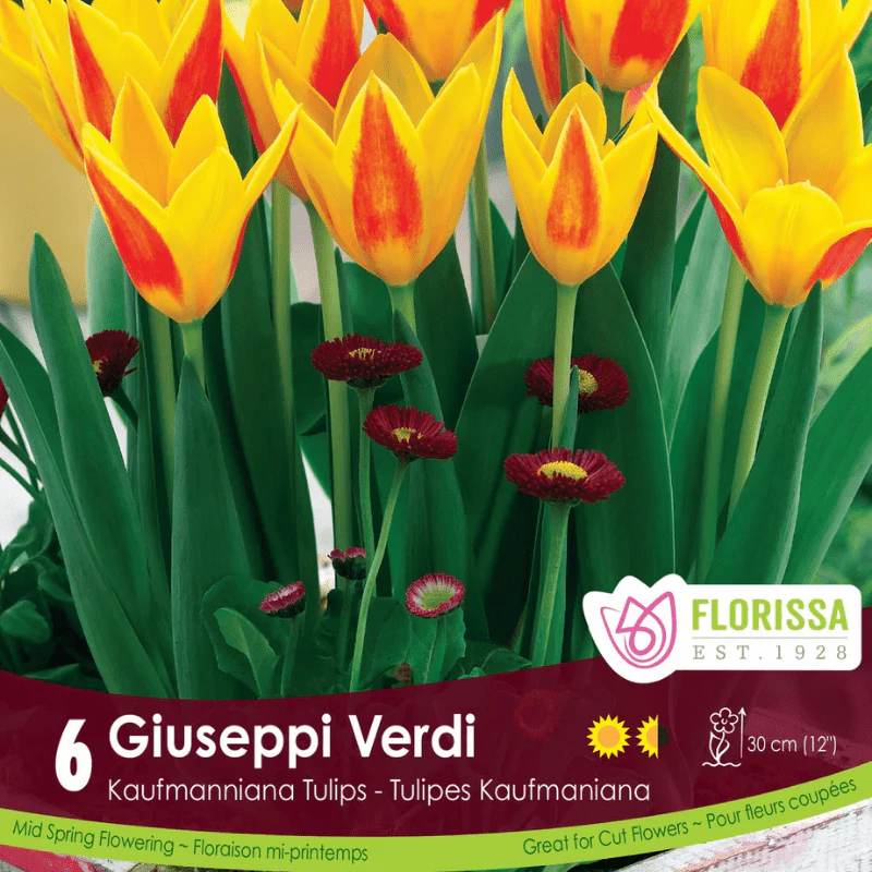 Tulip - Giuseppi Verdi, 6 Pack