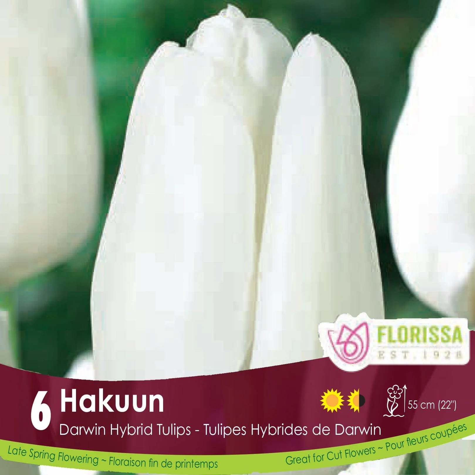 Tulip - Hakuun, 6 Pack