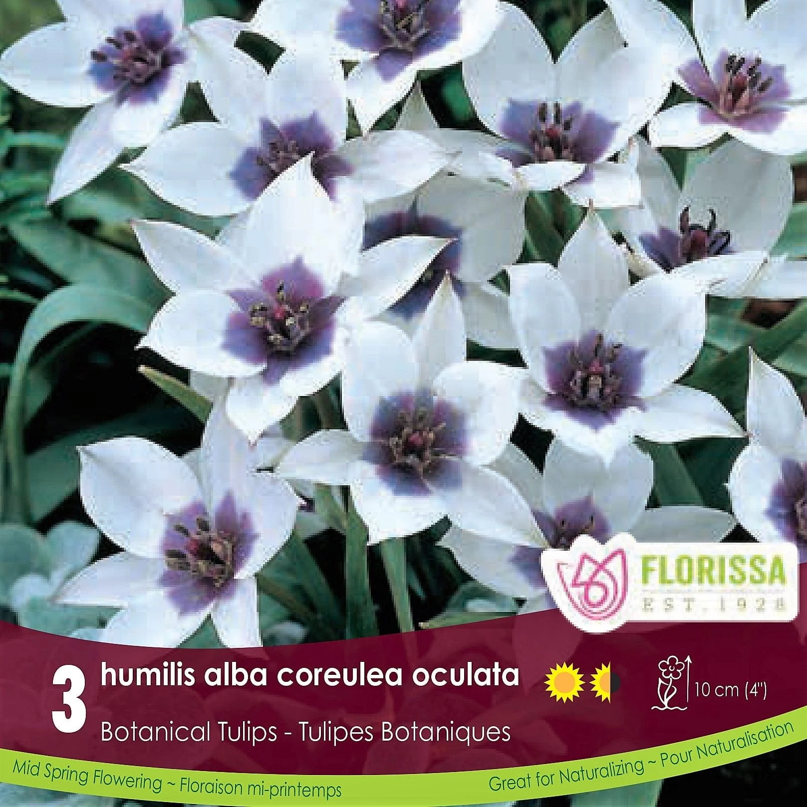 Tulip - Humilis Alba Coreulea Oculata, 3 Pack