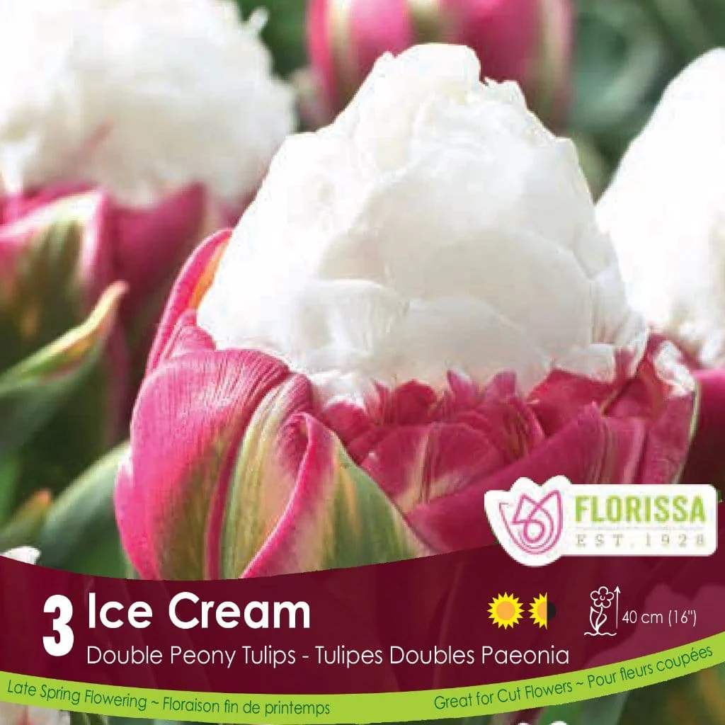 Tulip - Ice Cream, 3 Pack