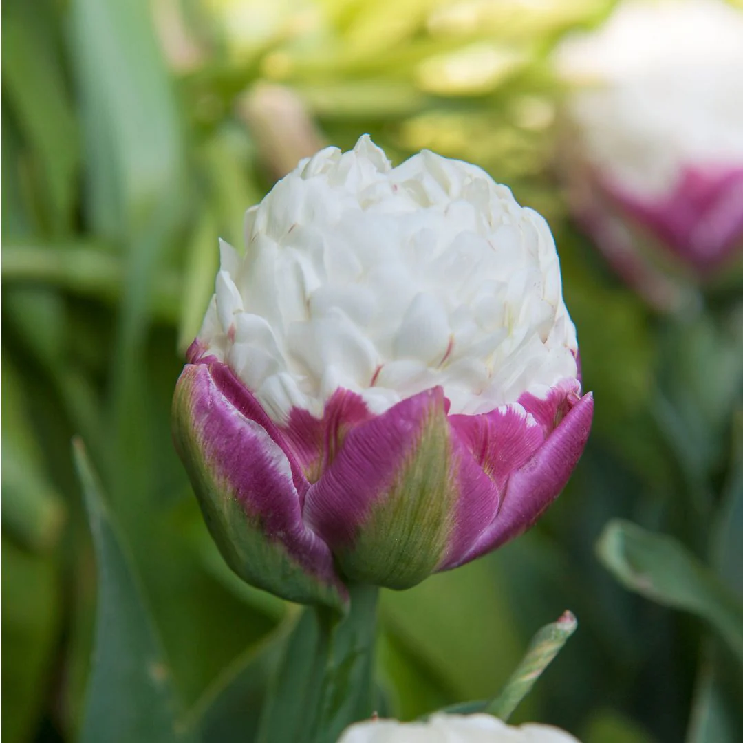 Tulip - Ice Cream, 3 Pack - Image 2
