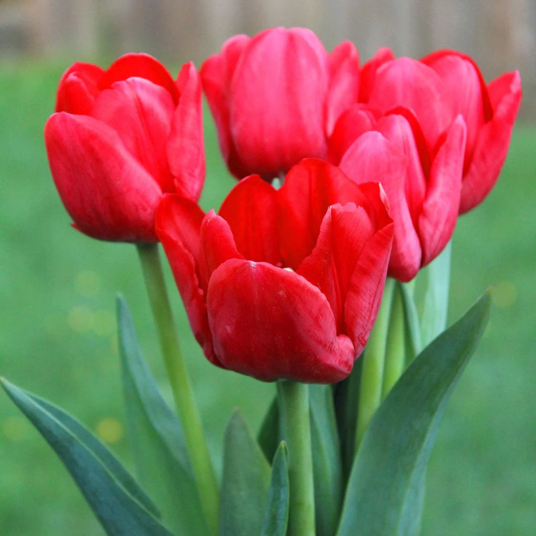 Tulip - Ile de France - Mesh Bag, 40 Pack - Image 3