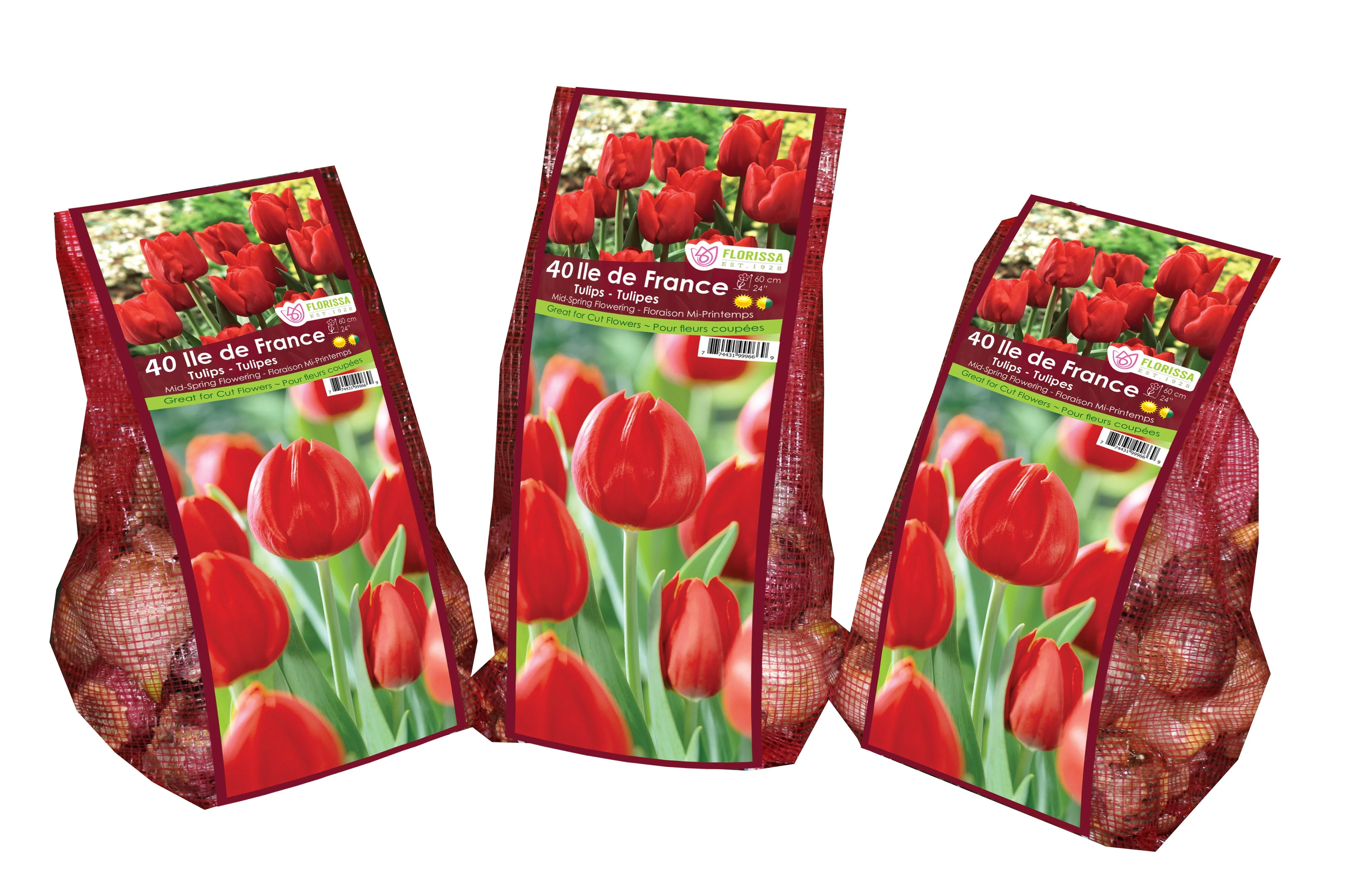 Tulip - Ile de France - Mesh Bag, 40 Pack - Image 5