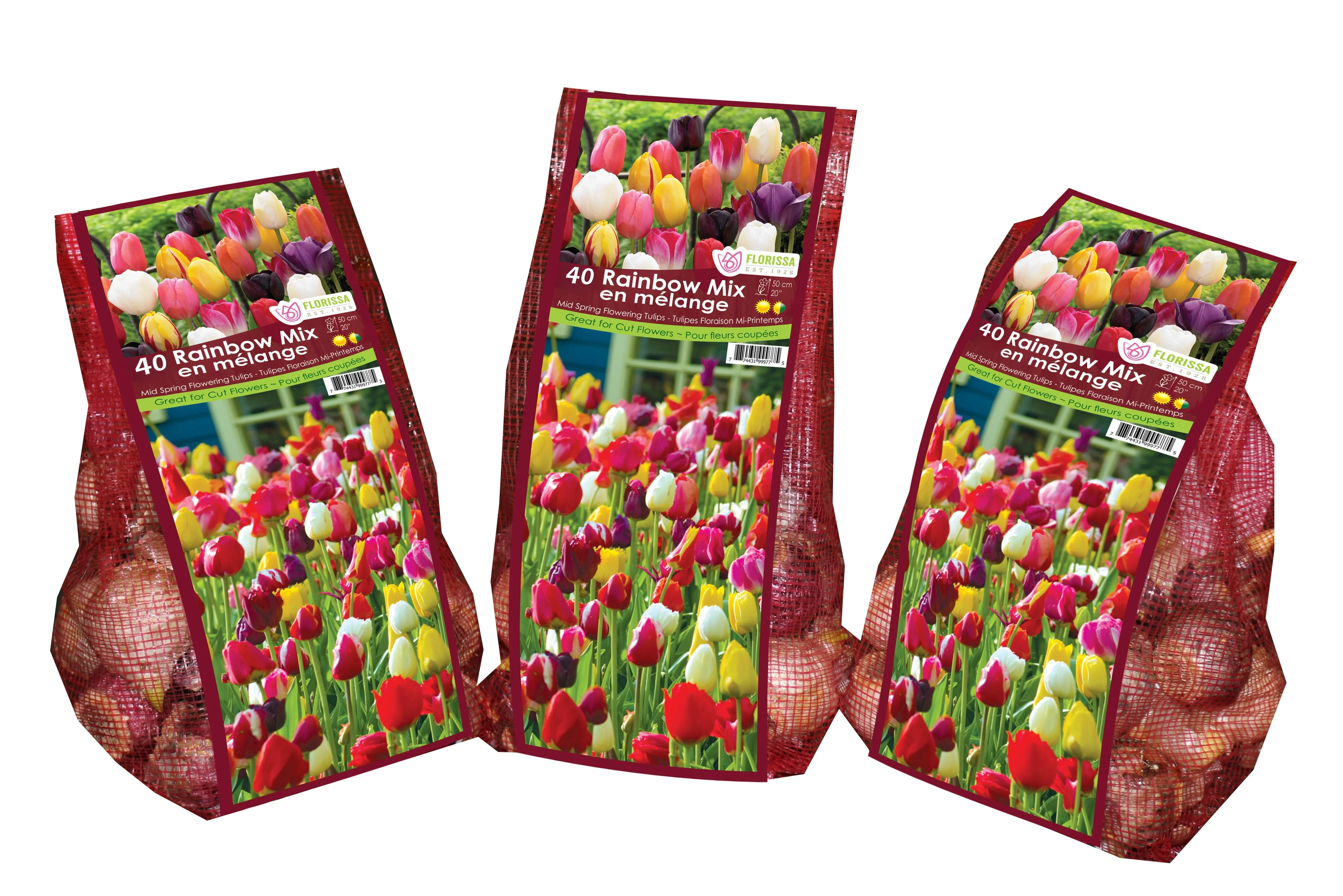 Tulip - Rainbow Mix - Mesh Bag, 40 Pack - Image 3