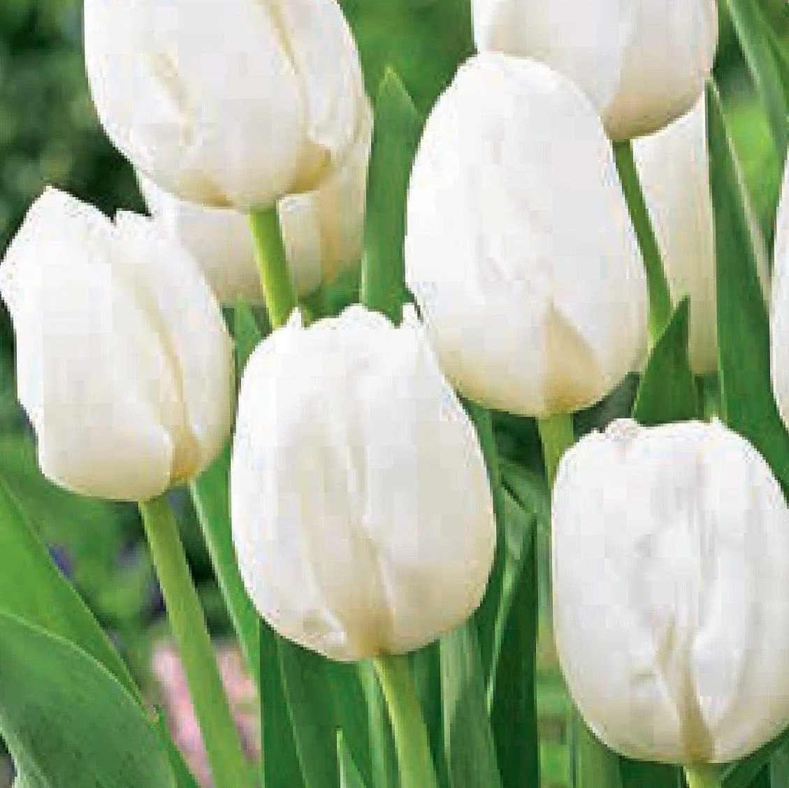 Tulip - Landscape White, BONUS 20 Pack - Image 2