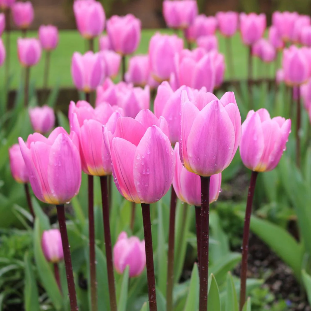 Tulip - Light and Dreamy, 6 Pack - Image 4