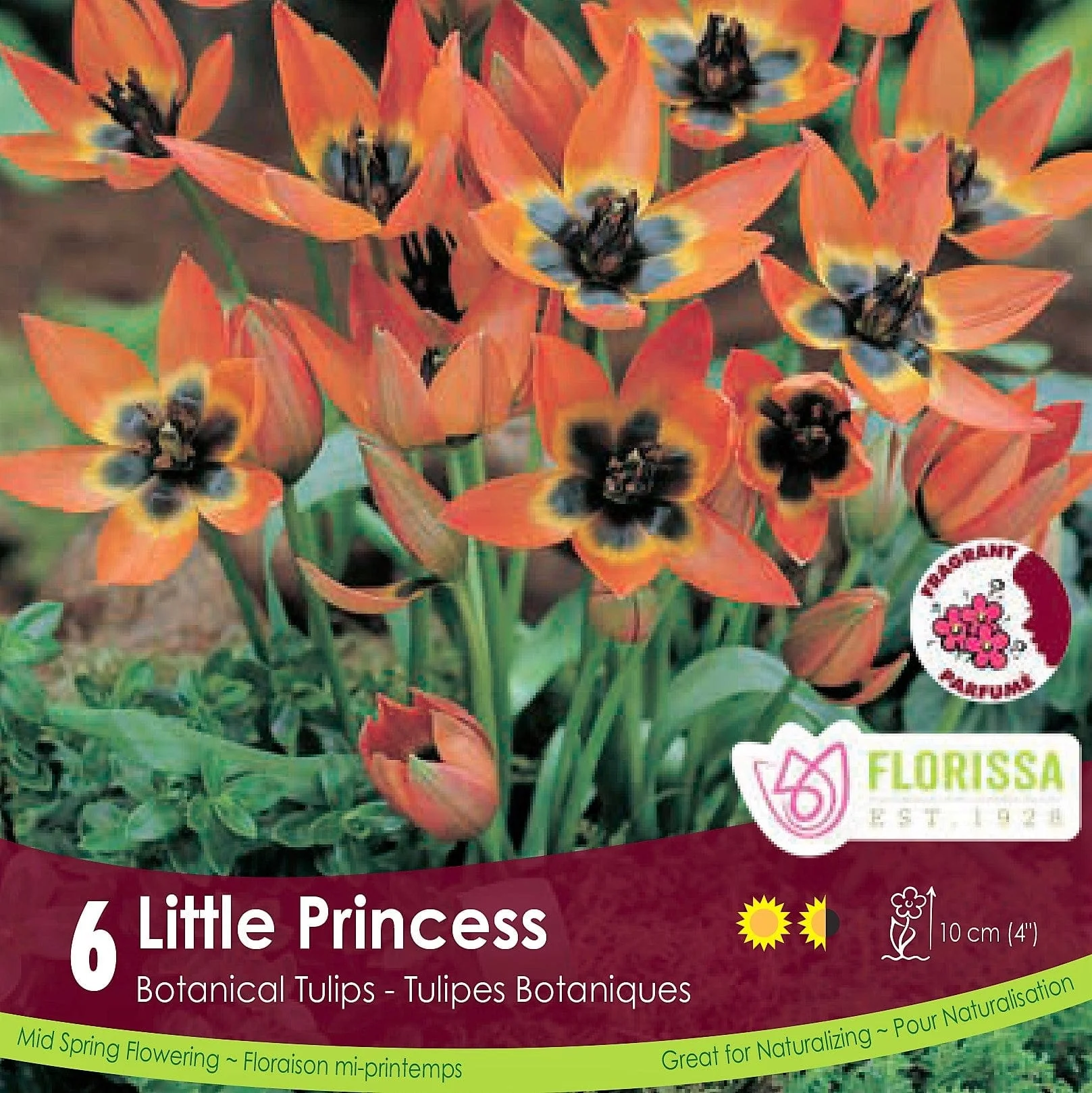 Tulip - Little Princess Tops, 6 Pack