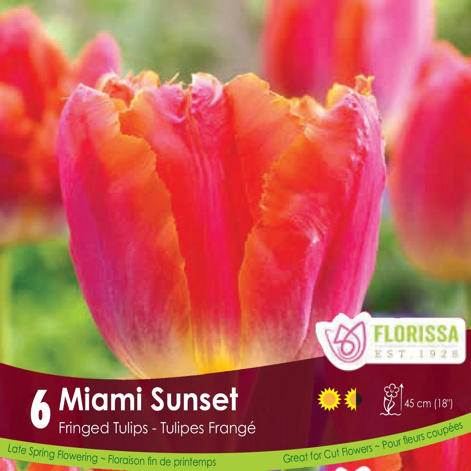 Tulip - Miami Sunset, 6 Pack
