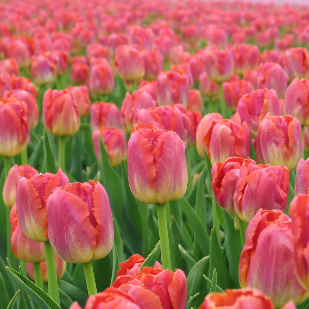 Tulip - Miami Sunset, 6 Pack - Image 2