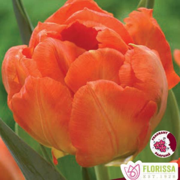 Tulip - Monte Orange, 6 Pack - Image 2