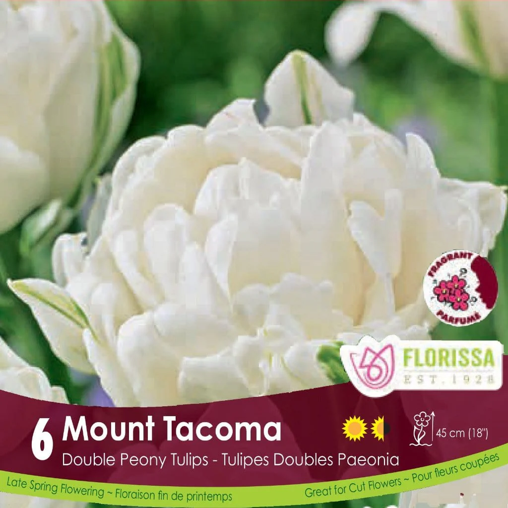 Tulip - Mount Tacoma, 6 Pack
