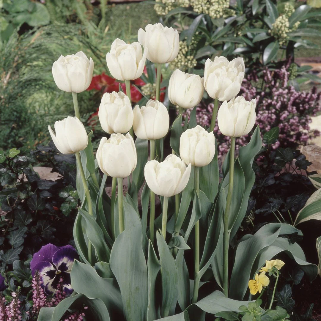 Tulip - Mount Tacoma, 6 Pack - Image 2