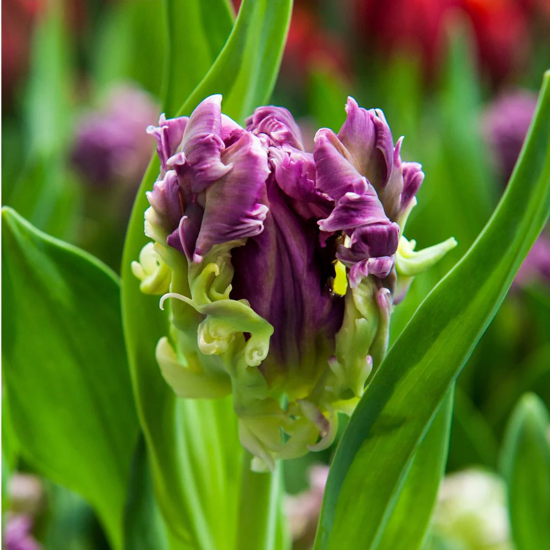 Tulip - Mysterious Parrot, 6 Pack - Image 3
