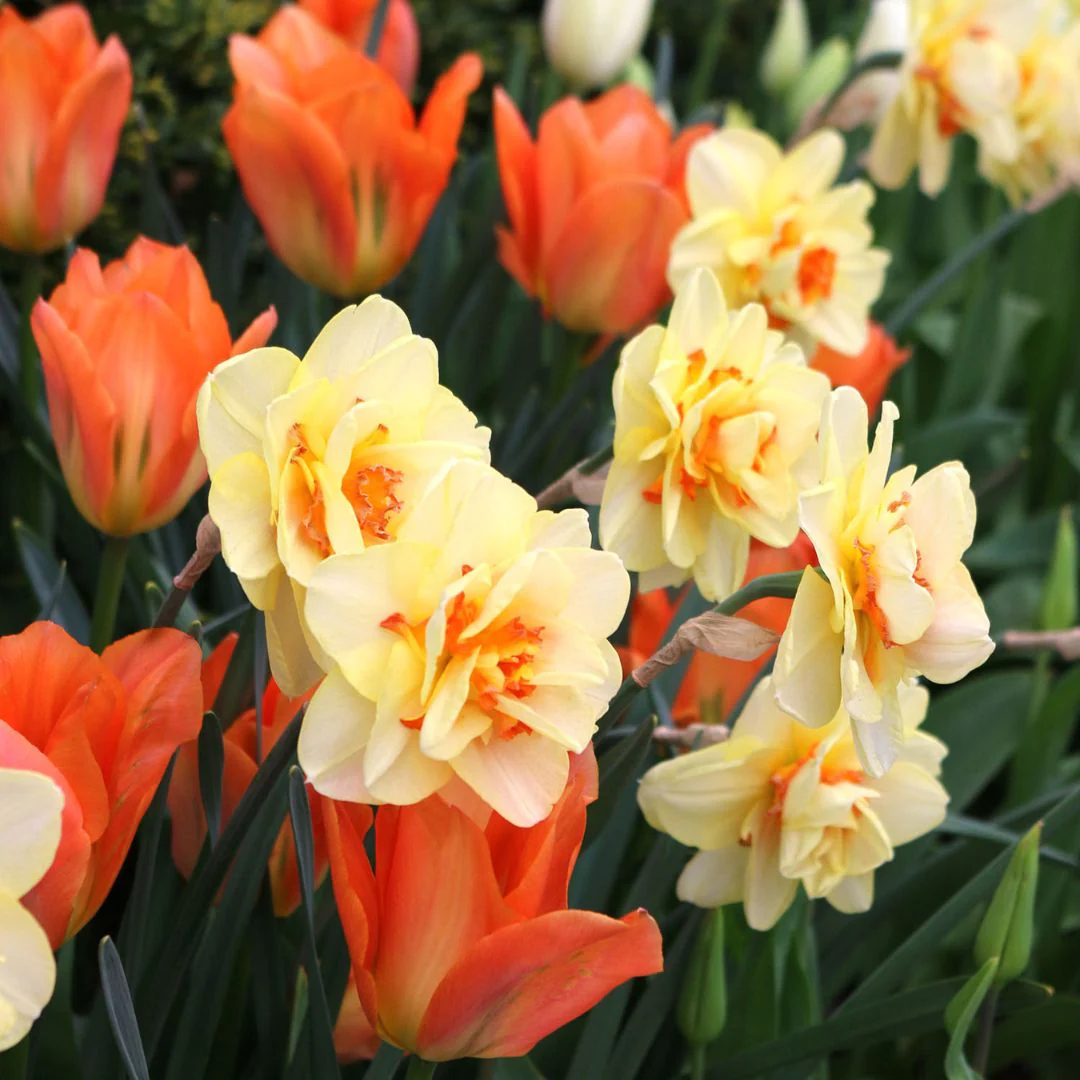 Tulips & Narcissi - Sun Shower, Colourful Companions, 14 pack - Image 2