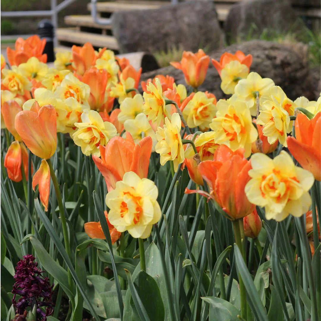 Tulips & Narcissi - Sun Shower, Colourful Companions, 14 pack - Image 3