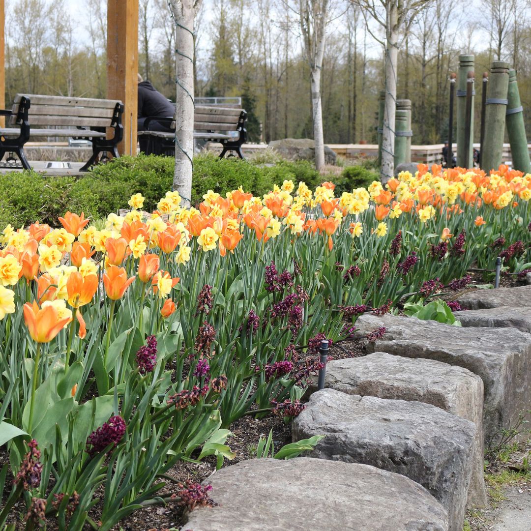 Tulips & Narcissi - Sun Shower, Colourful Companions, 14 pack - Image 4