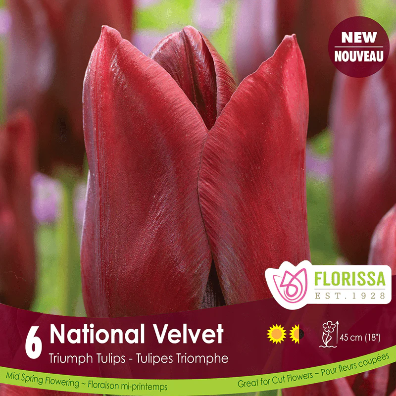 Tulip - National Velvet, 6 Pack