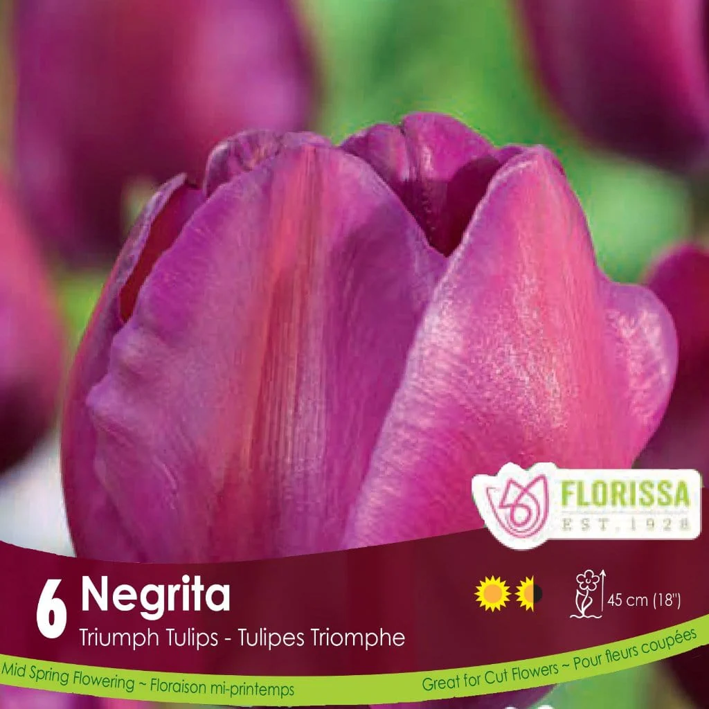 Tulip - Negrita, 6 Pack