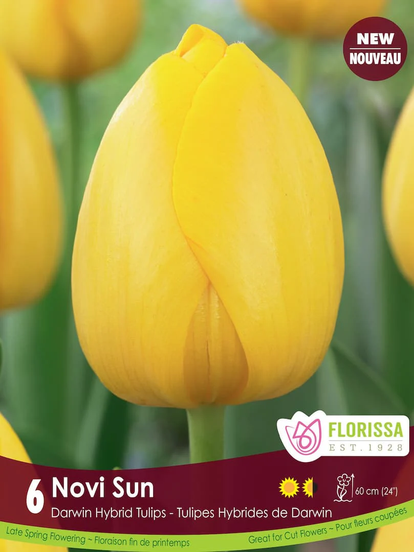 Tulip - Novi Sun, 6 Pack