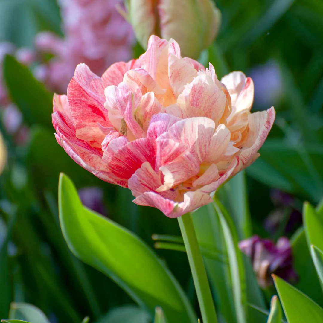 Tulip - Peptalk, 6 Pack - Image 2