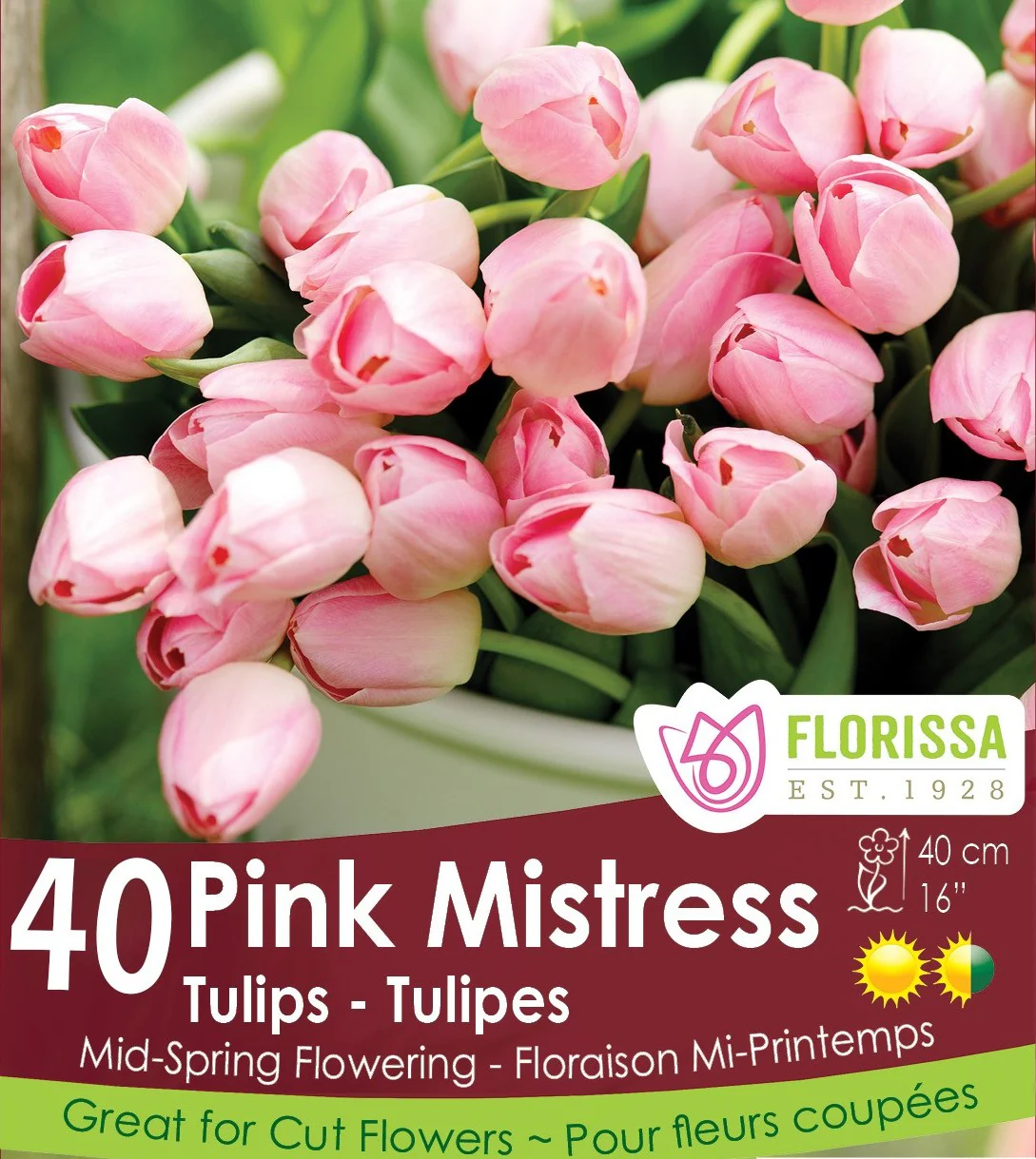 Tulip - Pink Mistress - Mesh Bag, 40 Pack