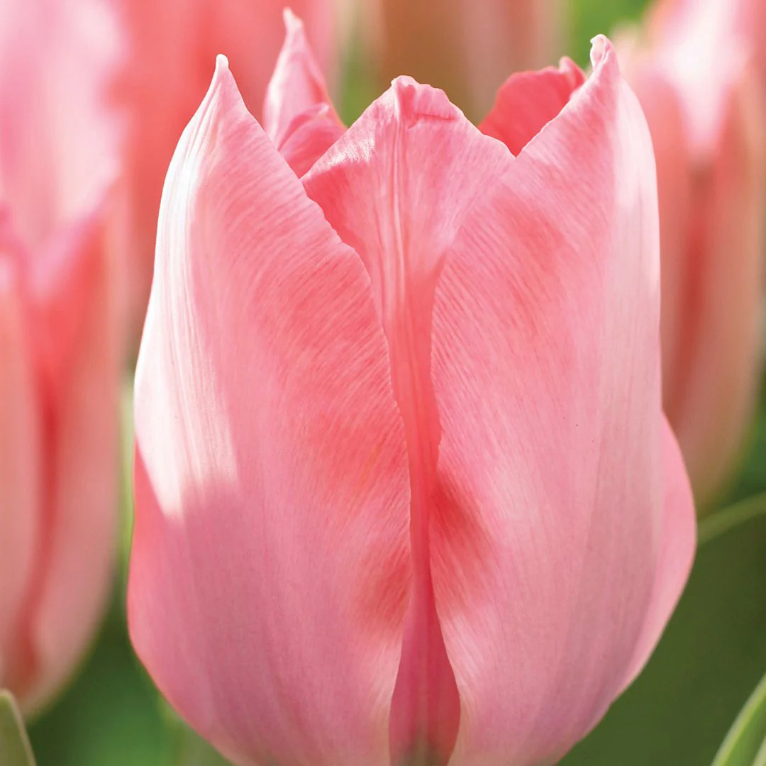 Tulip - Pink Mistress - Mesh Bag, 40 Pack - Image 2