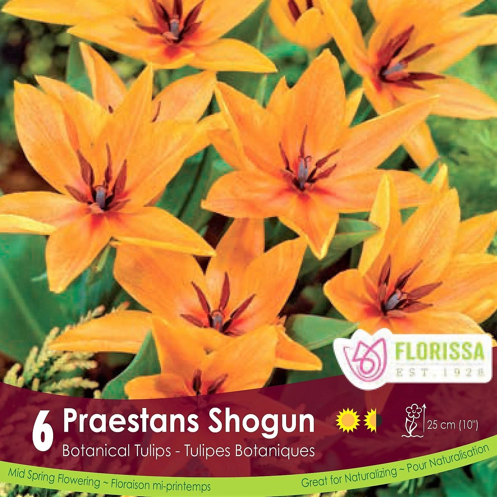 Tulip - Praestans Shogun, 6 Pack