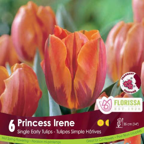 Tulip - Princess Irene, 6 Pack