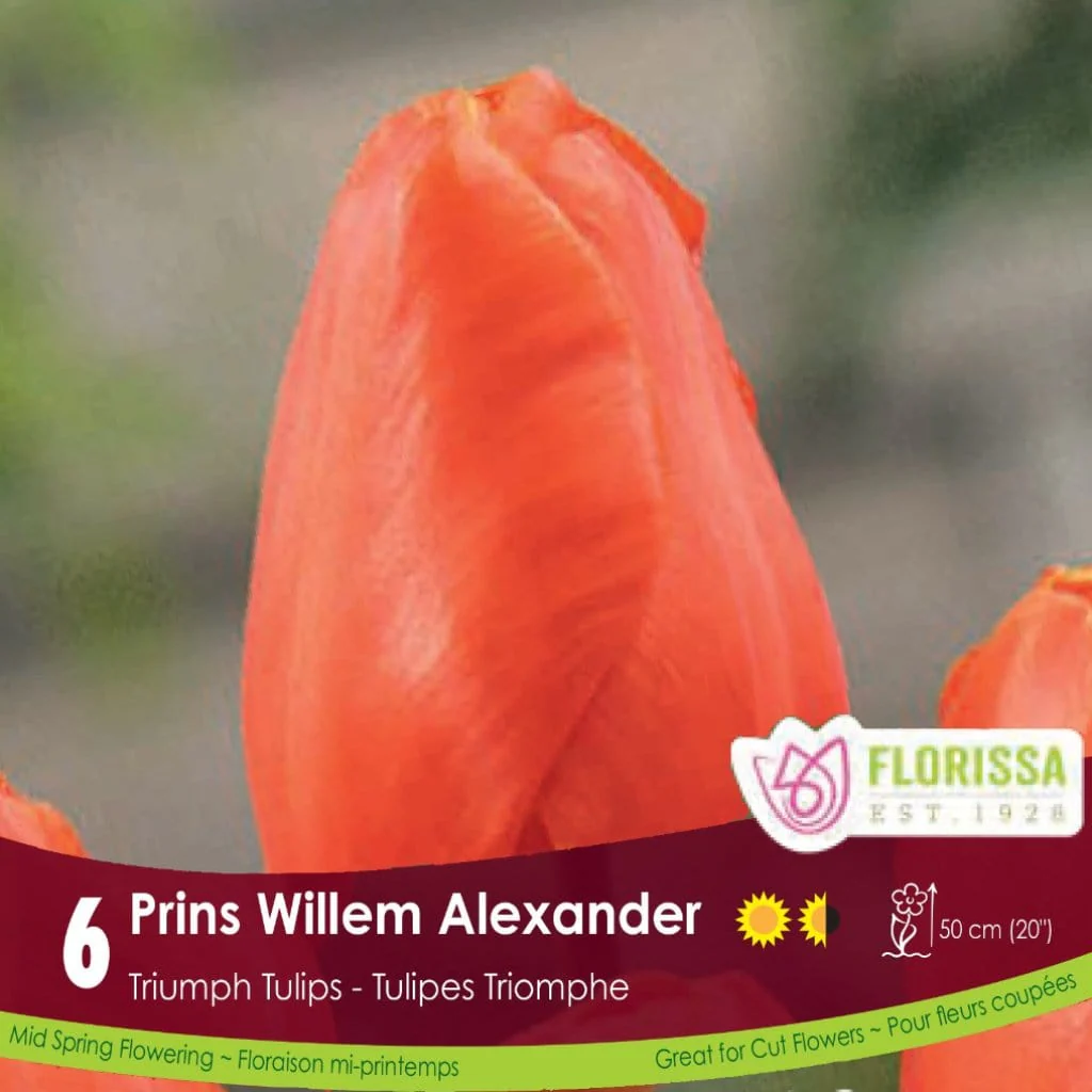 Tulip - Prins Willem Alexander, 6 Pack