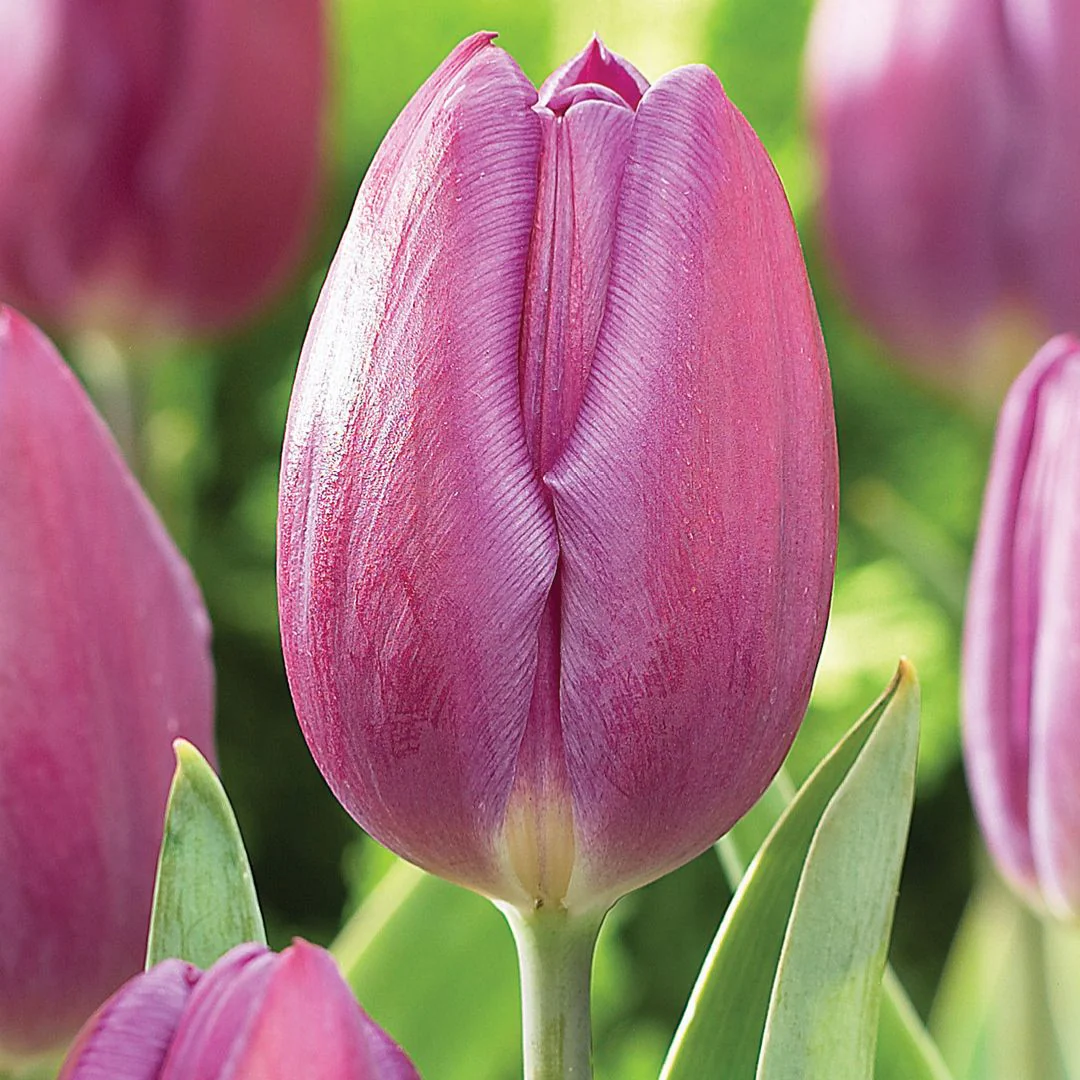 Tulip - Purple Flag - Mesh Bag, 40 Pack - Image 2