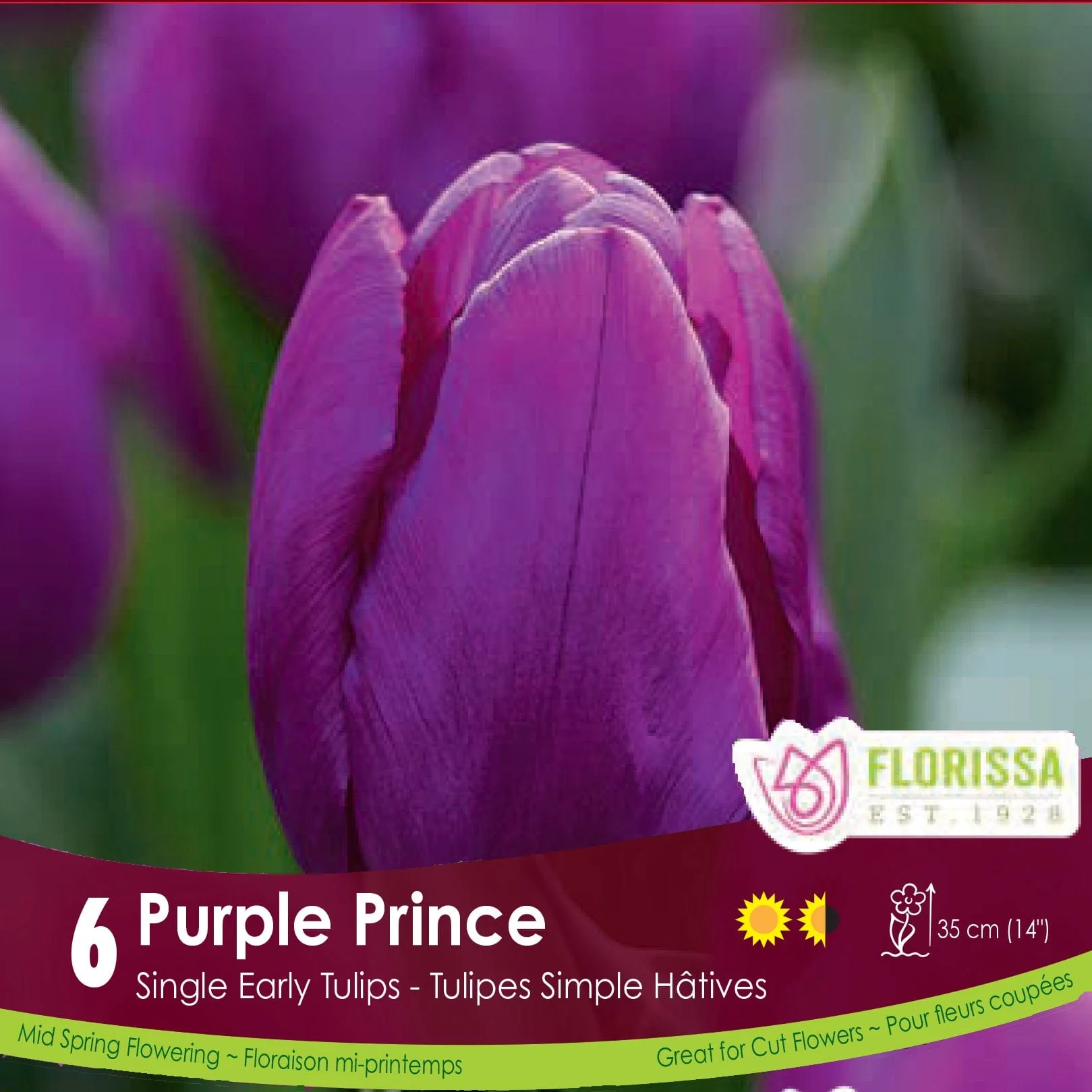 Tulip - Purple Prince, 6 Pack
