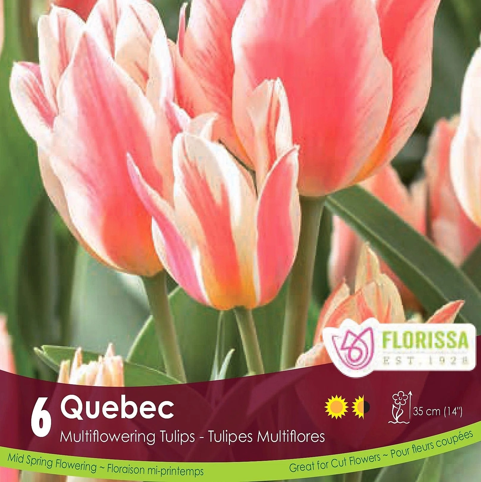 Tulip - Quebec, 6 Pack