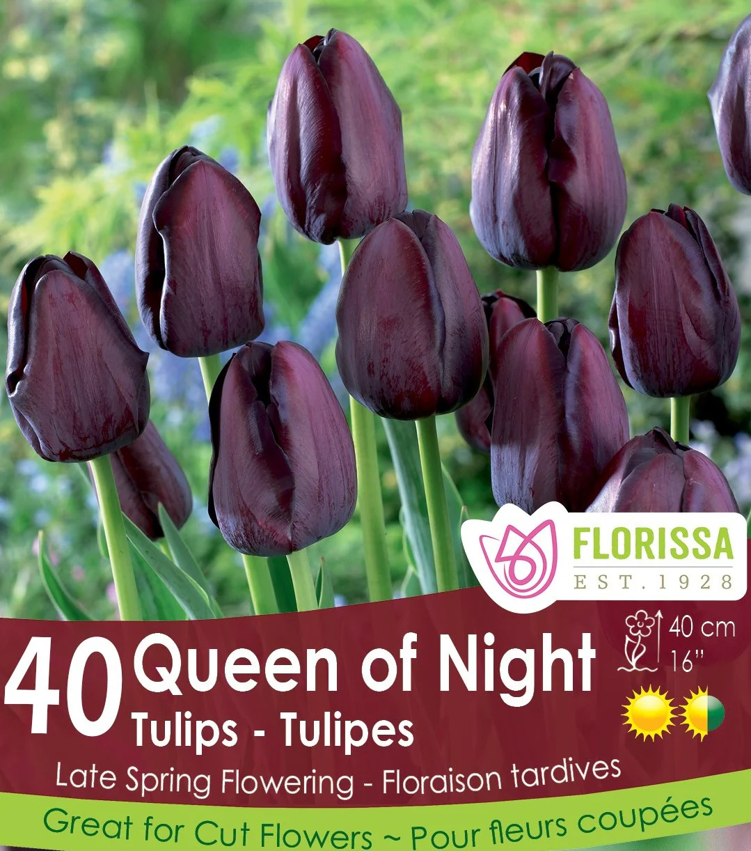 Tulip - Queen of Night - Mesh Bag, 40 Pack