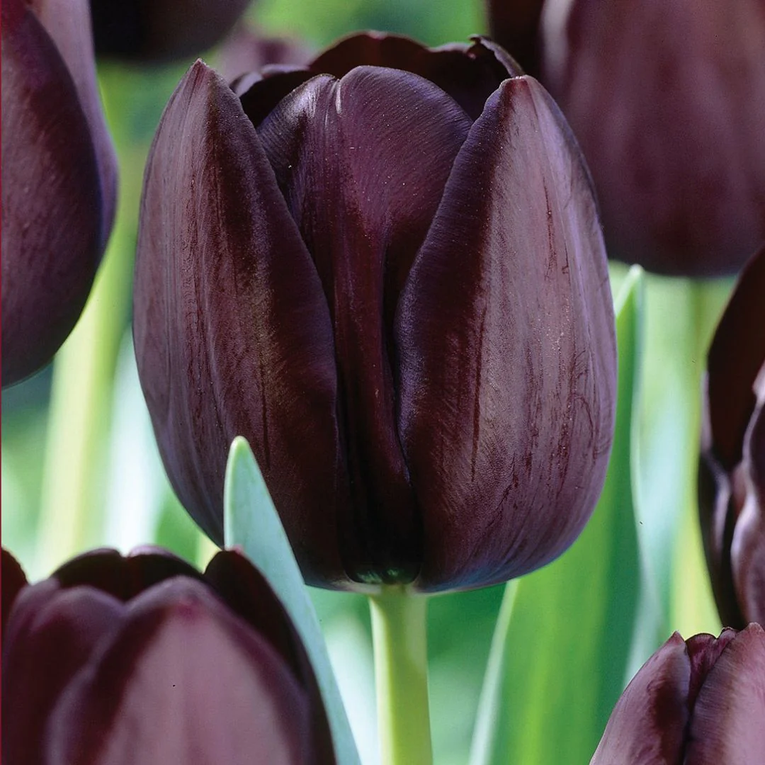 Tulip - Queen of Night - Mesh Bag, 40 Pack - Image 2