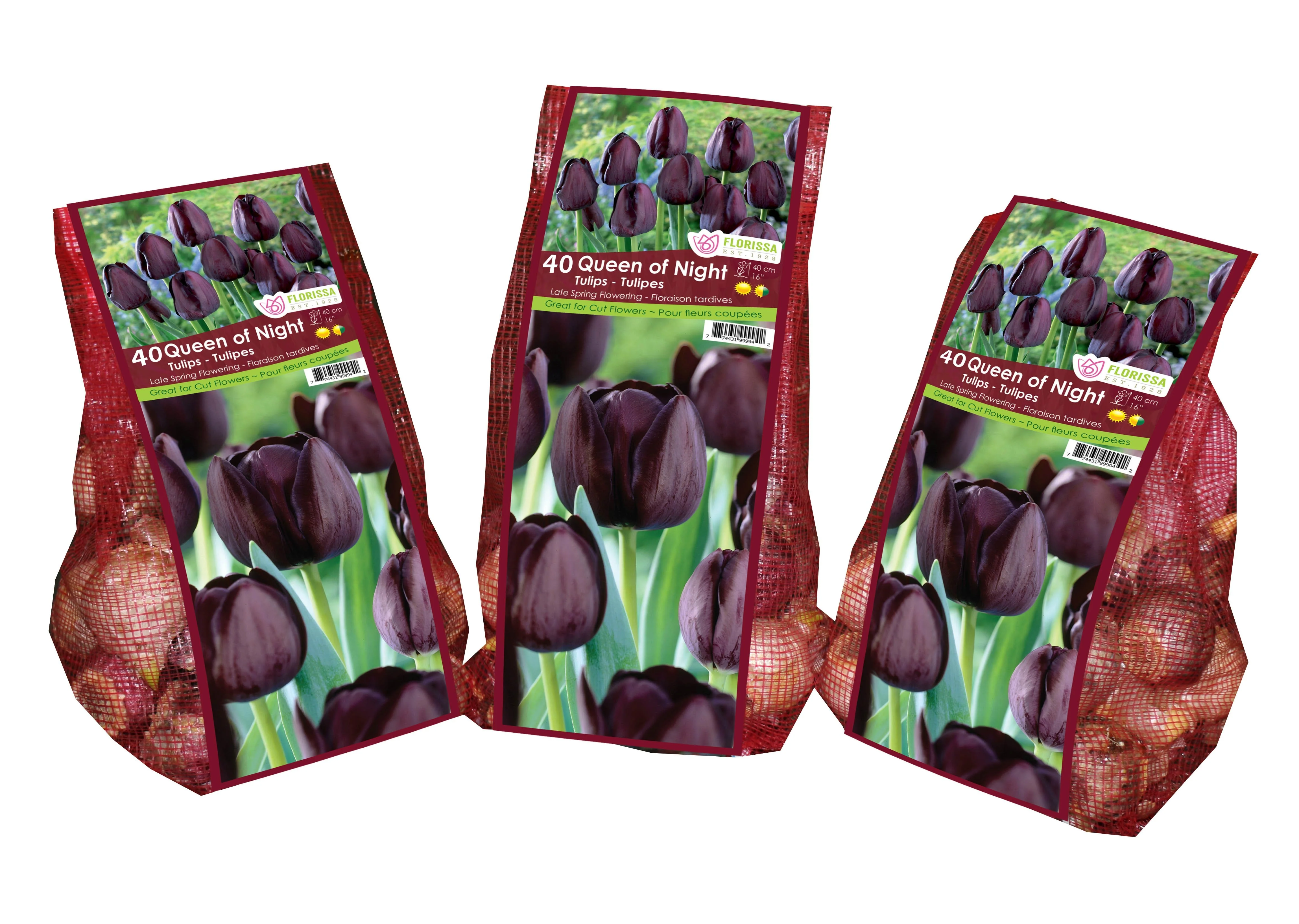 Tulip - Queen of Night - Mesh Bag, 40 Pack - Image 3
