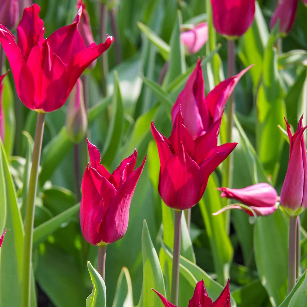 Tulip - Queen Rania, 6 Pack - Image 2