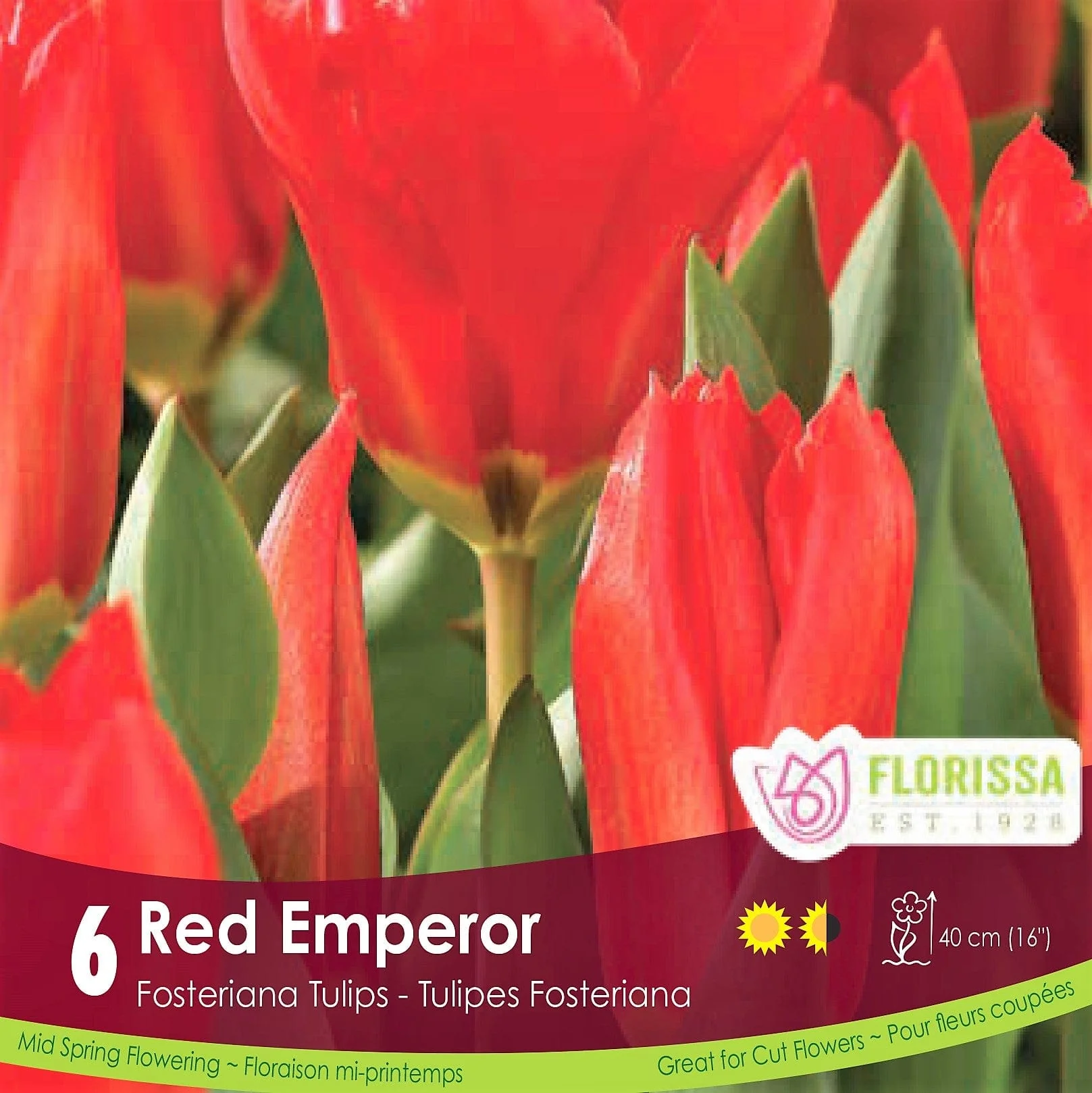 Tulip - Red Emperor, 6 Pack