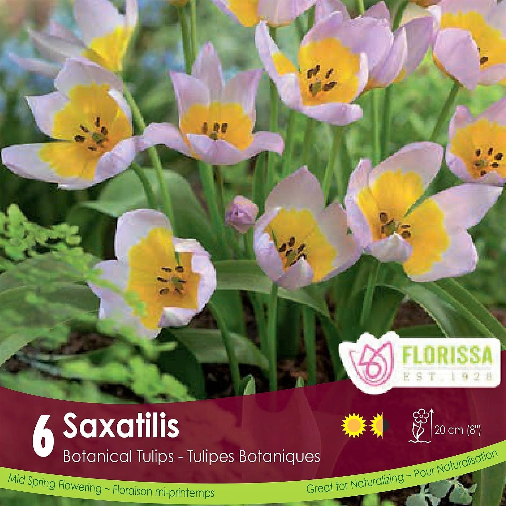 Tulip - Saxatilis, 6 Pack