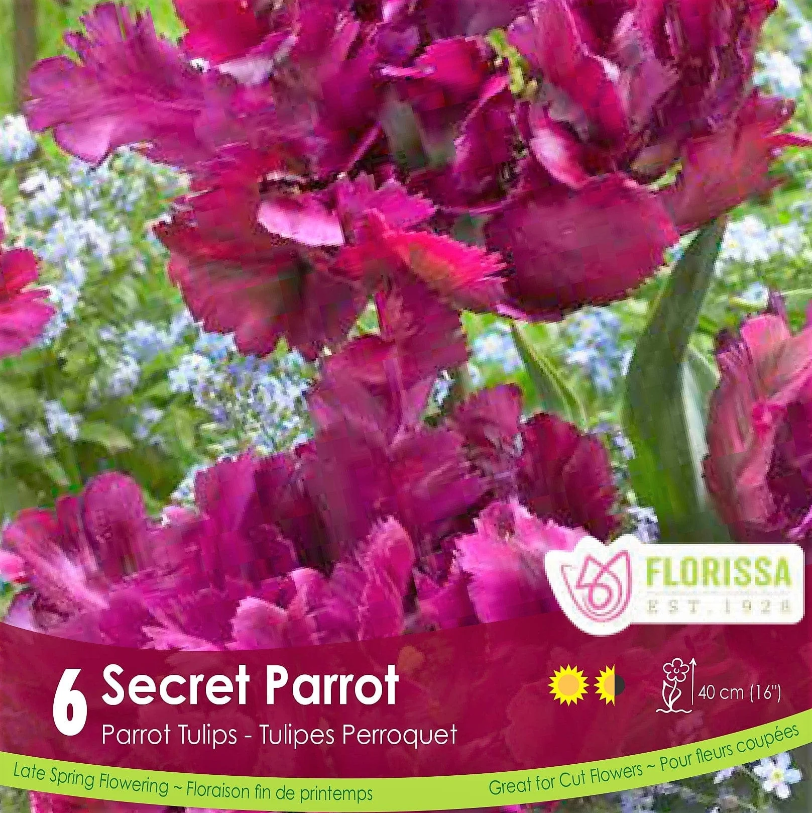 Tulip - Secret Parrot, 6 Pack