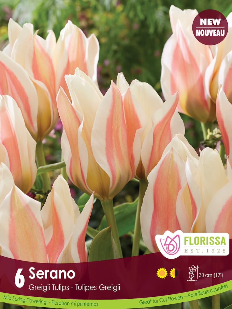 Tulip - Serano, 6 Pack