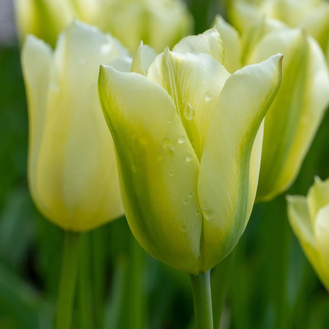 Tulip - Spring Green, 6 Pack - Image 2