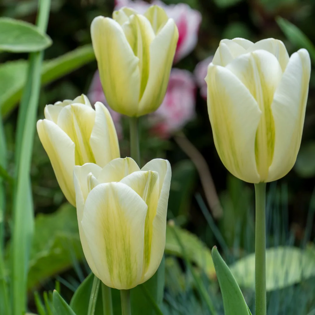 Tulip - Spring Green, 6 Pack - Image 3
