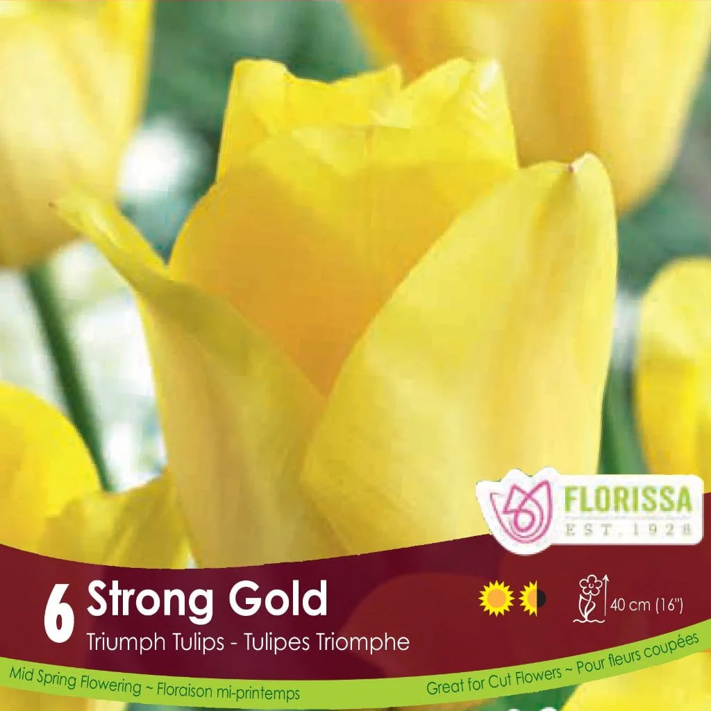 Tulip - Strong Gold, 6 Pack