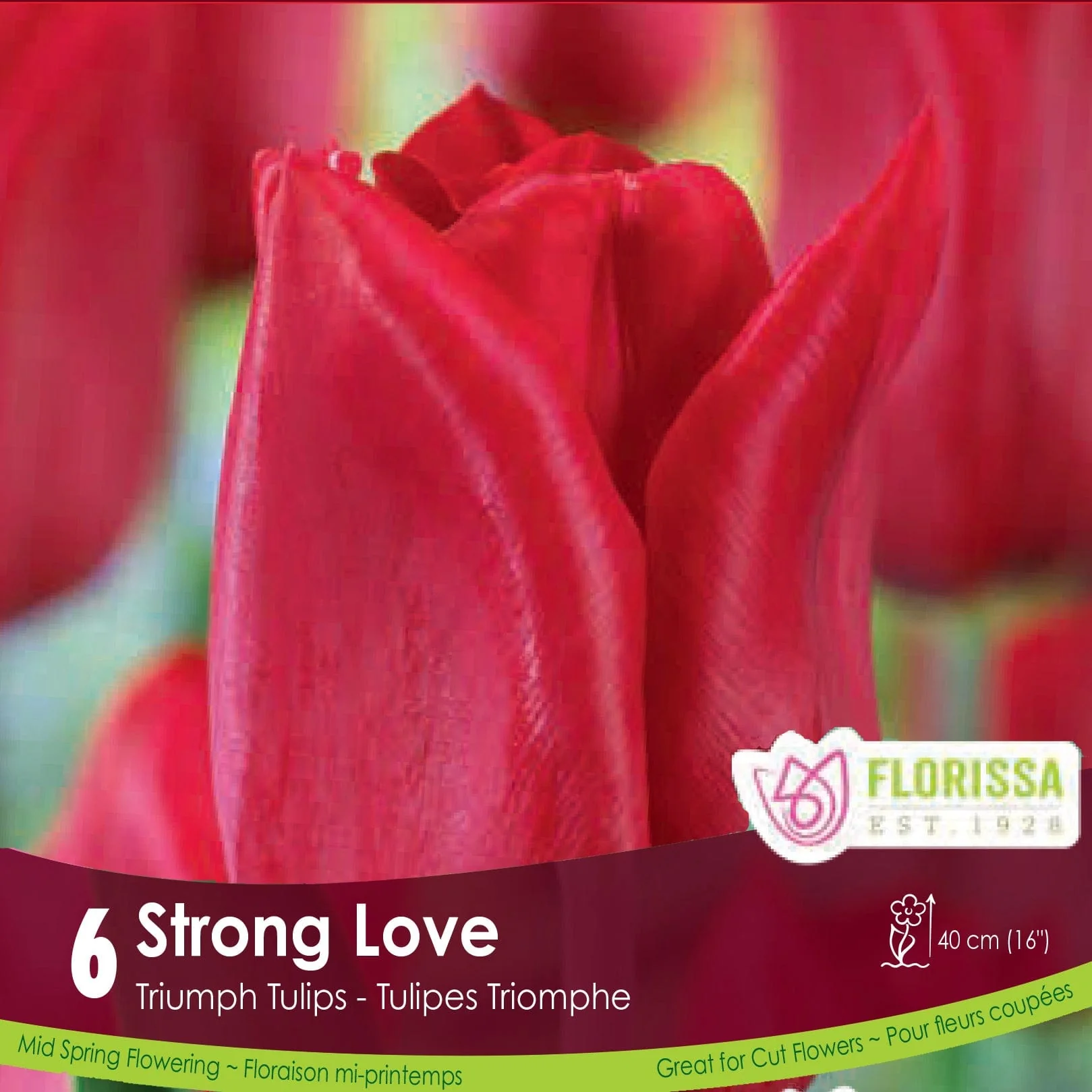 Tulip - Strong Love, 6 Pack