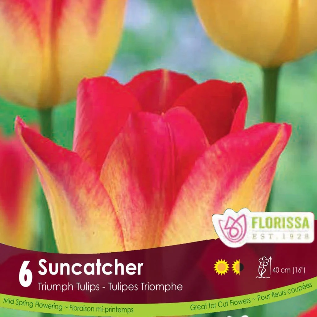 Tulip - Suncatcher, 6 Pack